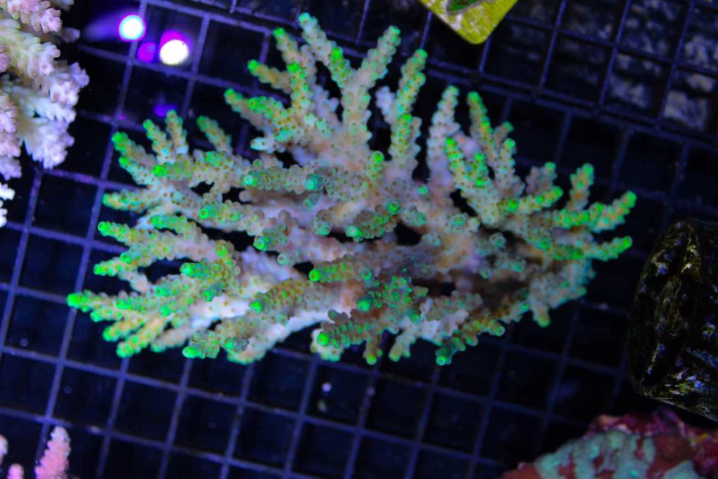 Frag Box Corals
