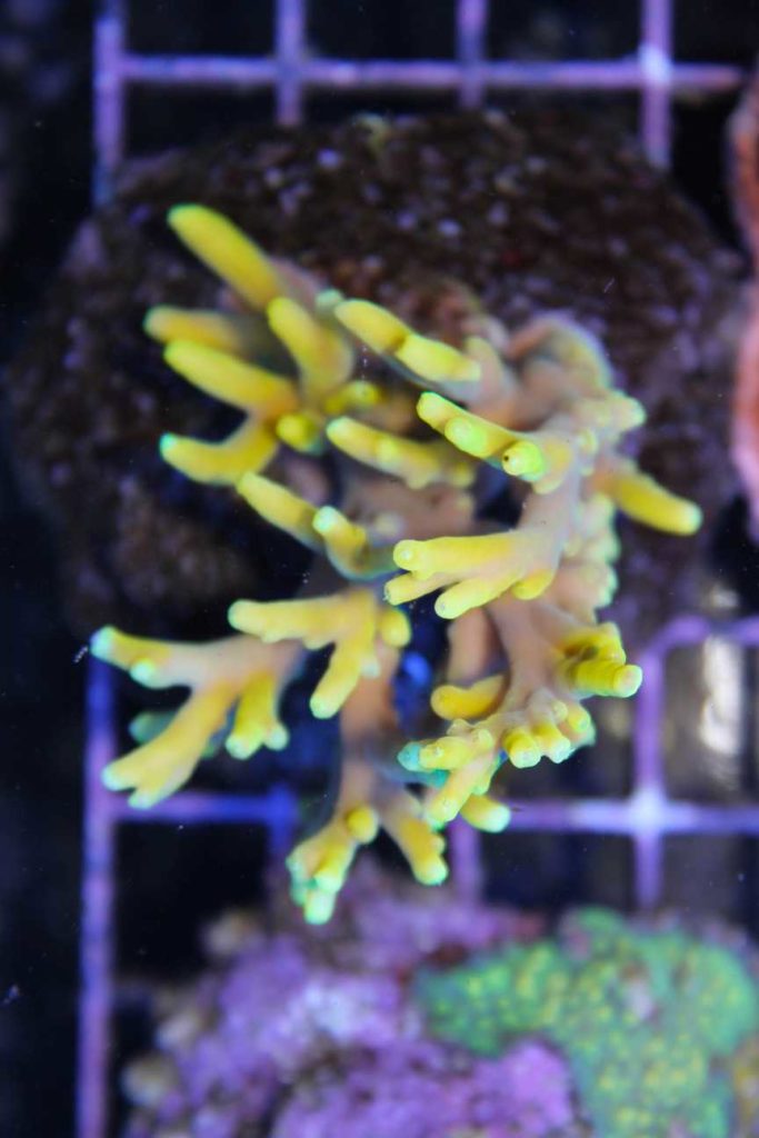 Frag Box Corals