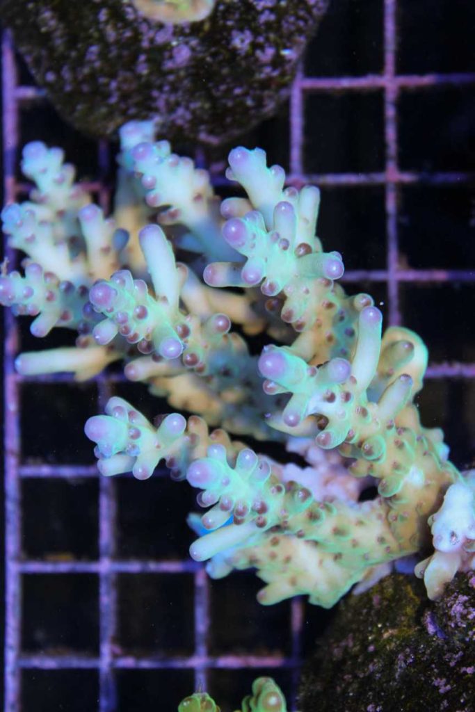 Frag Box Corals