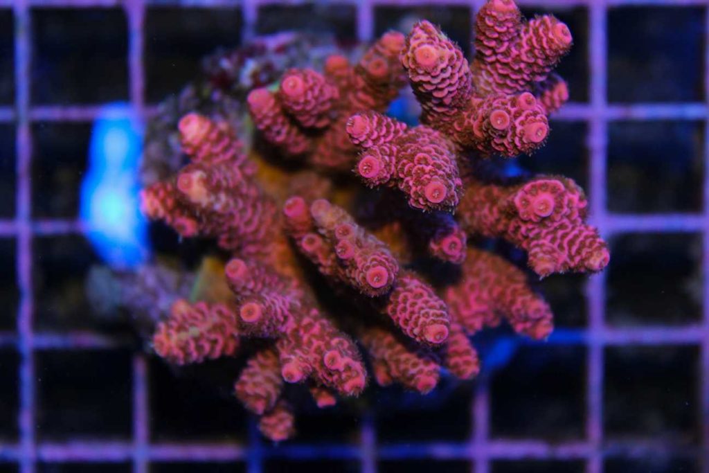 Frag Box Corals