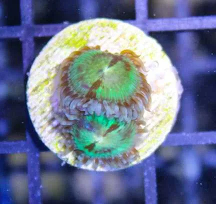 Frag Box Corals