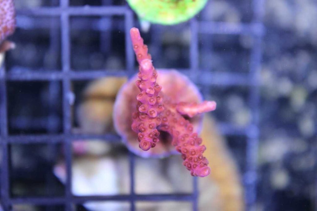 Frag Box Corals