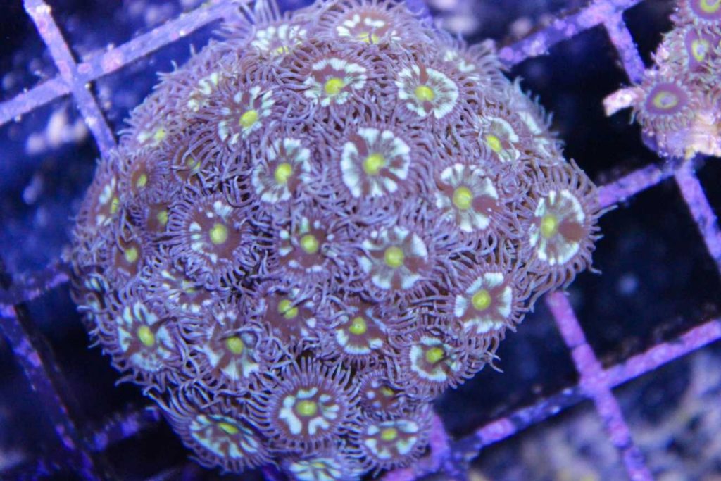 Frag Box Corals