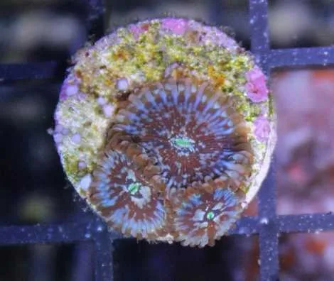 Frag Box Corals