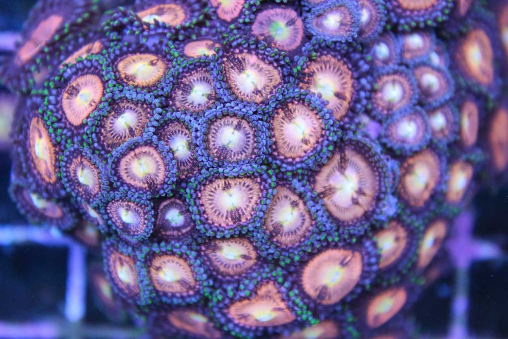 Frag Box Corals