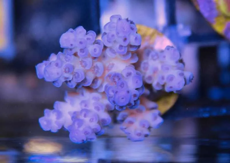 Frag Box Corals