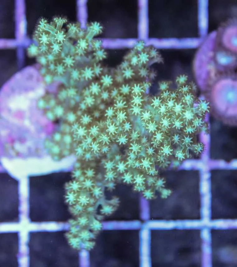Frag Box Corals