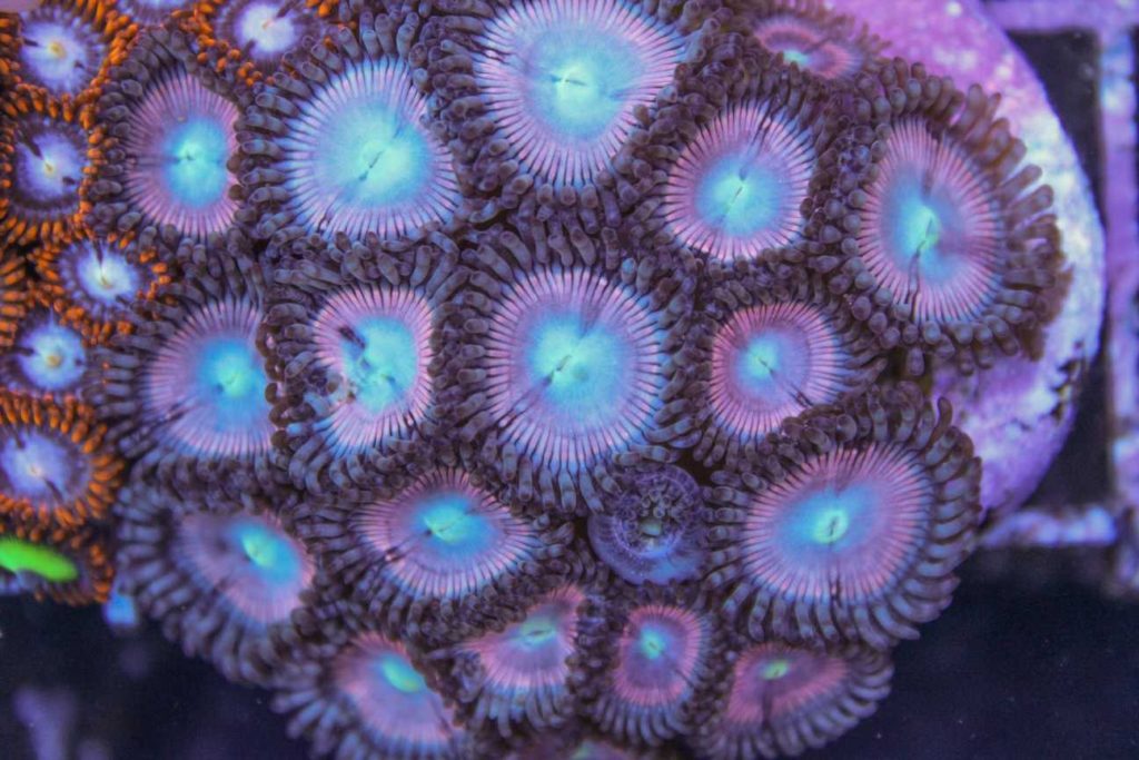Frag Box Corals
