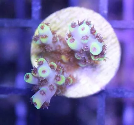 Frag Box Corals