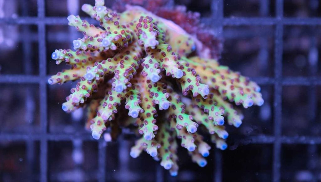 Frag Box Corals