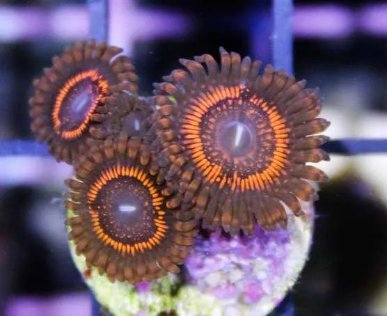 Frag Box Corals