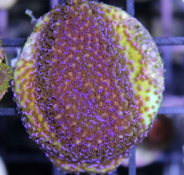 Frag Box Corals