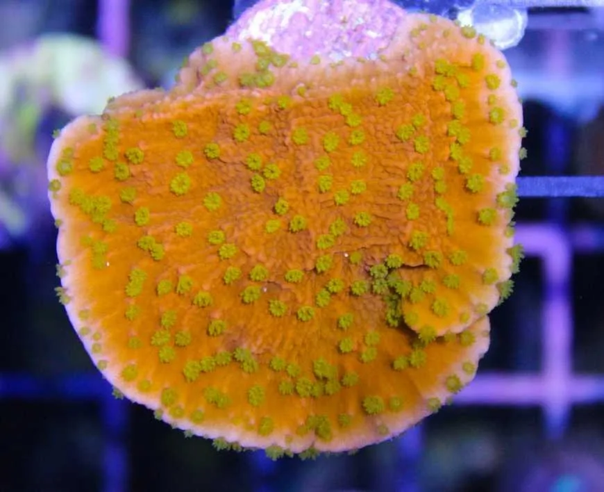 Frag Box Corals