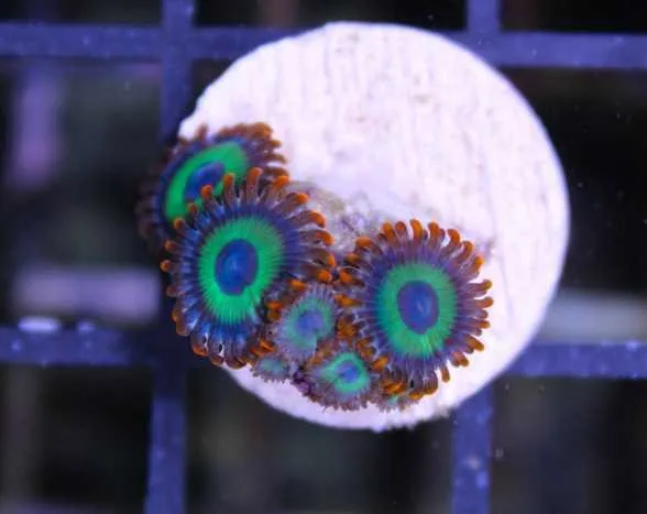 Frag Box Corals