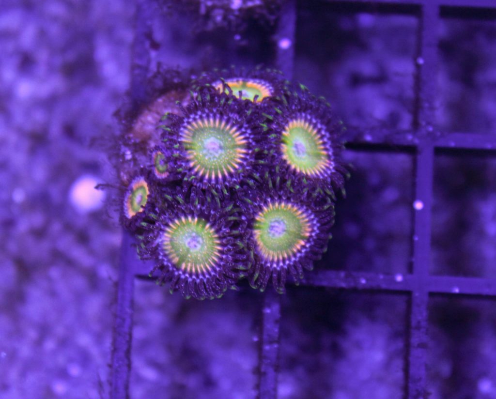 Frag Box Corals