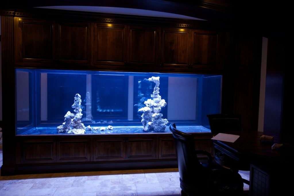 Frag Box Corals