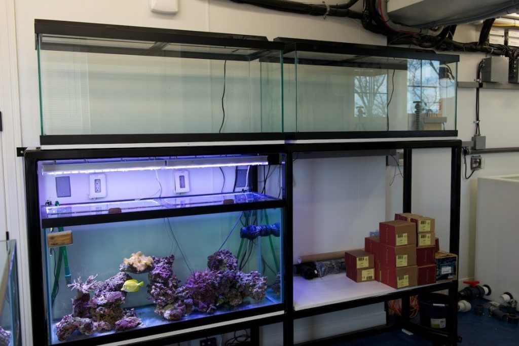 Frag Box Corals