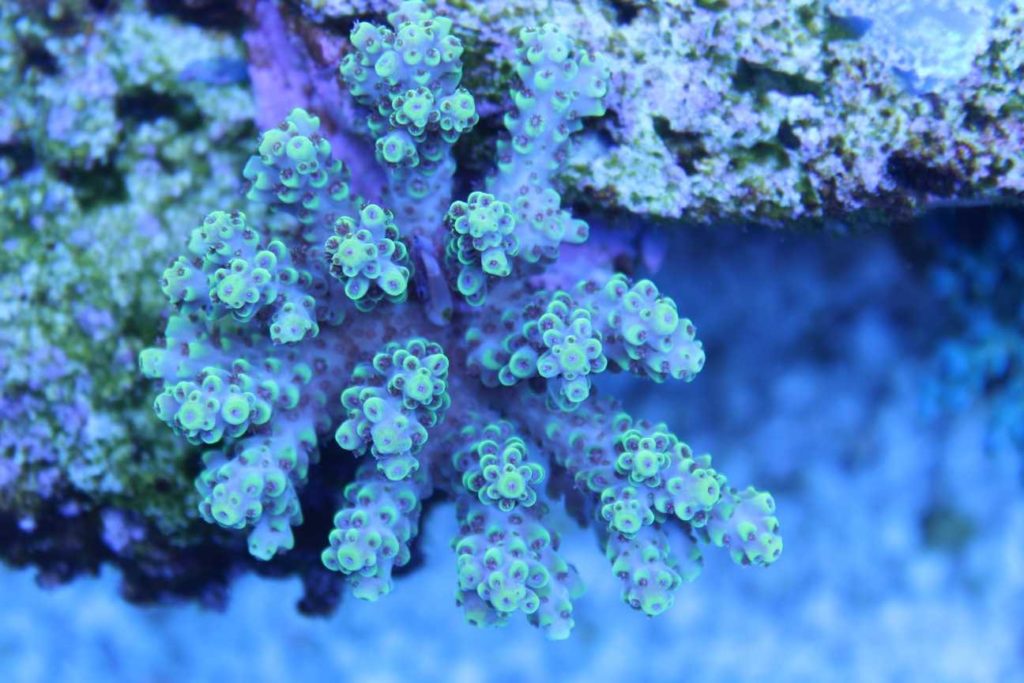 Frag Box Corals