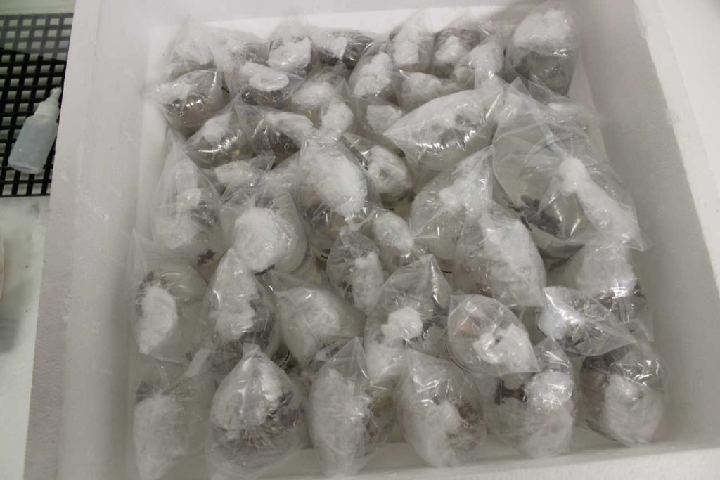 Frag Box Corals