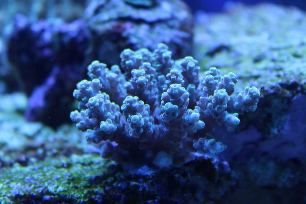Frag Box Corals