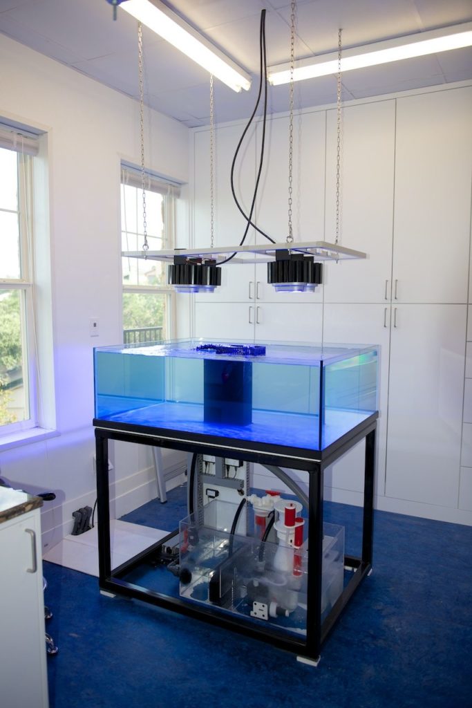 Frag Box Corals