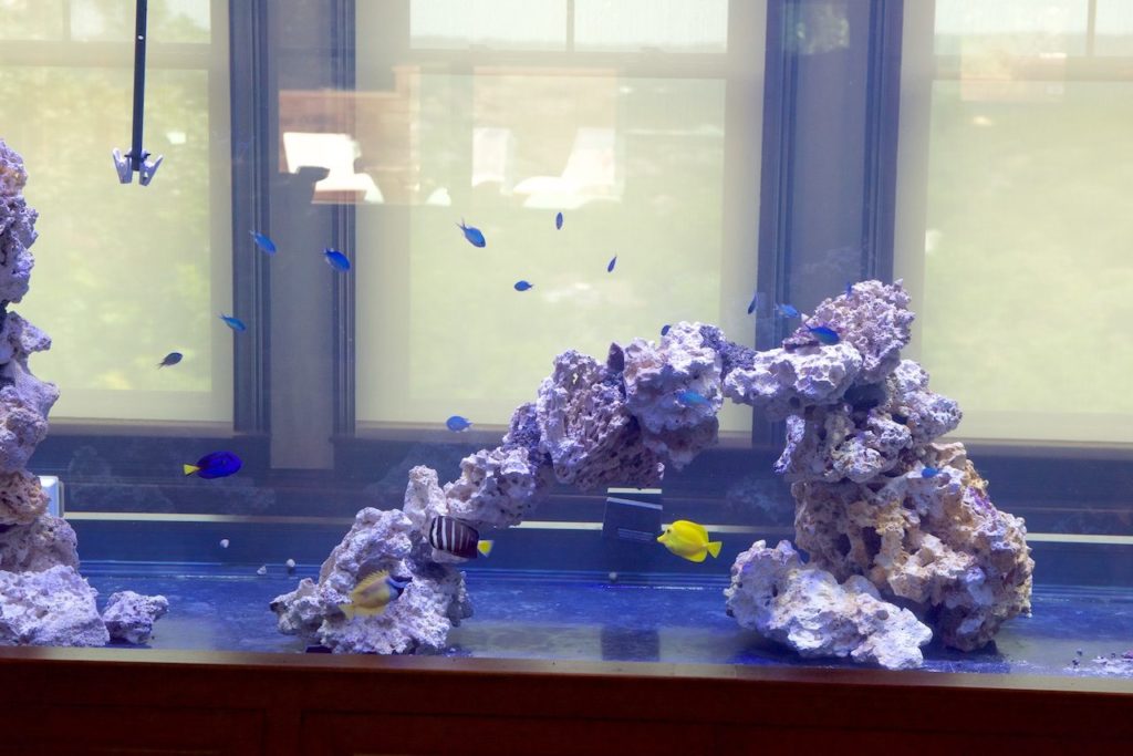 Frag Box Corals
