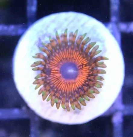 Frag Box Corals