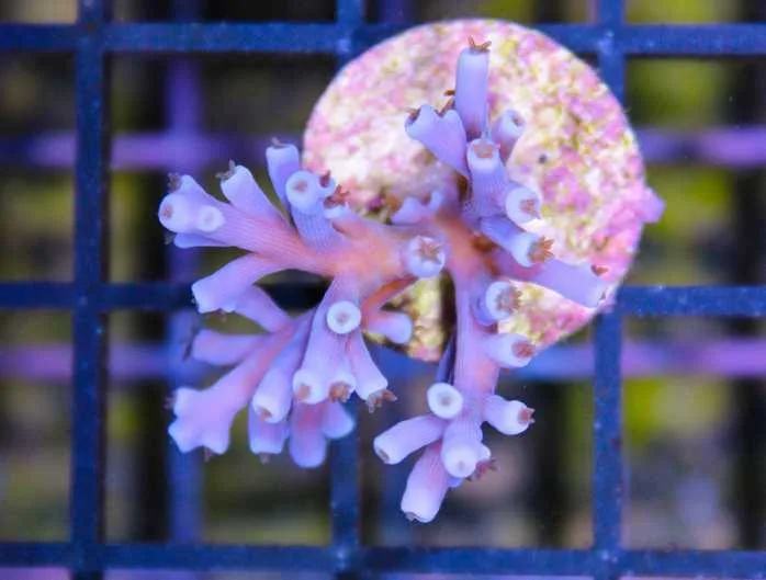 Frag Box Corals