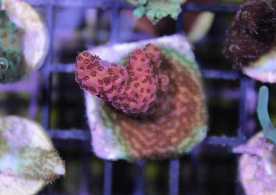 Frag Box Corals