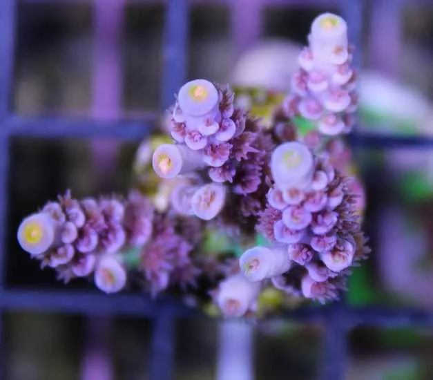 Frag Box Corals