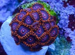 Frag Box Corals