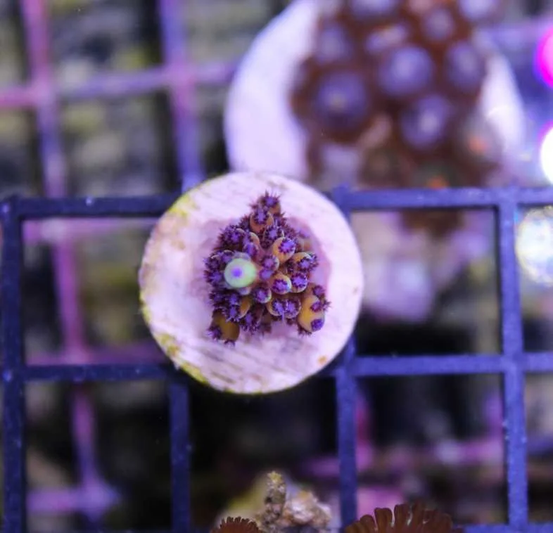 Frag Box Corals