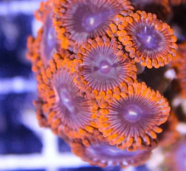 Frag Box Corals