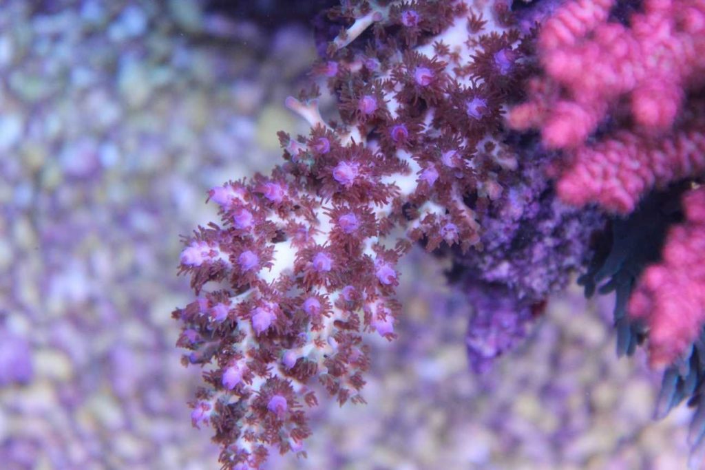 Frag Box Corals