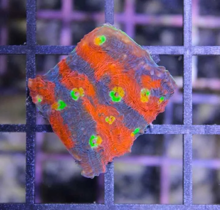 Frag Box Corals