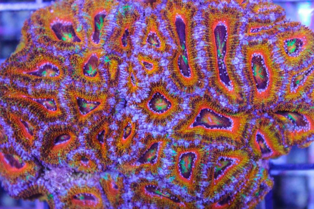 Frag Box Corals