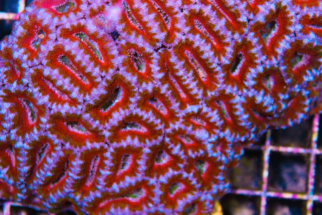 Frag Box Corals