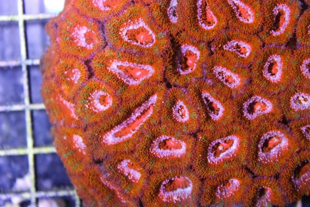 Frag Box Corals