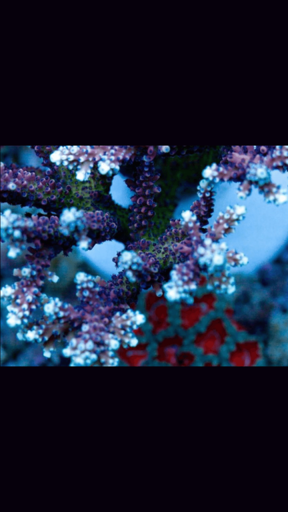 Frag Box Corals