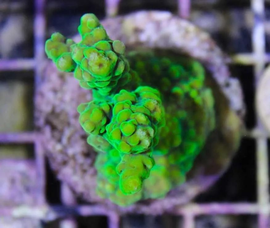 Frag Box Corals