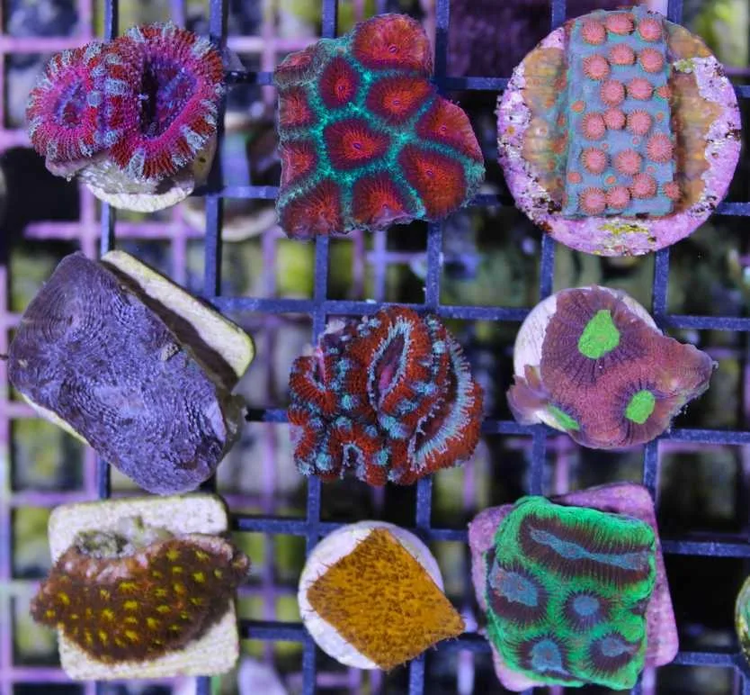 Frag Box Corals