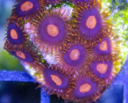 Frag Box Corals