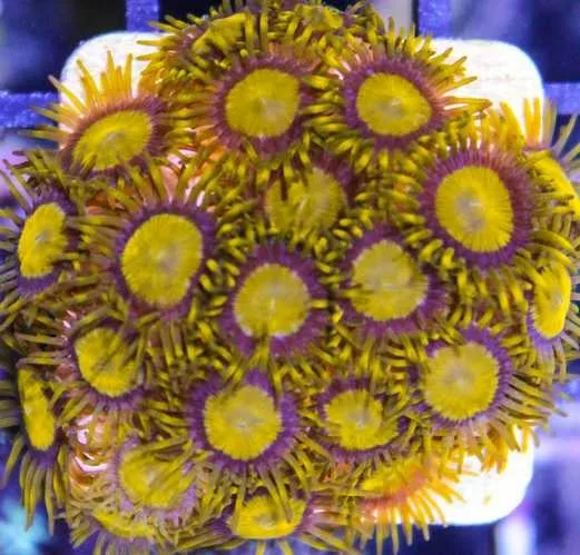 Frag Box Corals