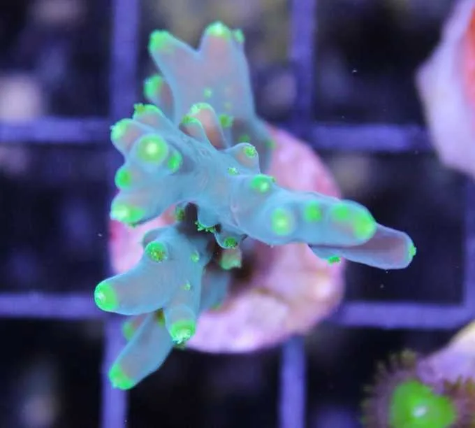 Frag Box Corals