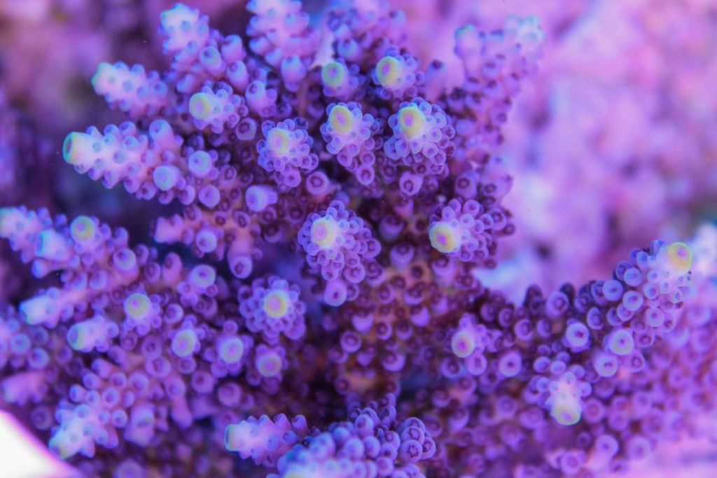 Frag Box Corals