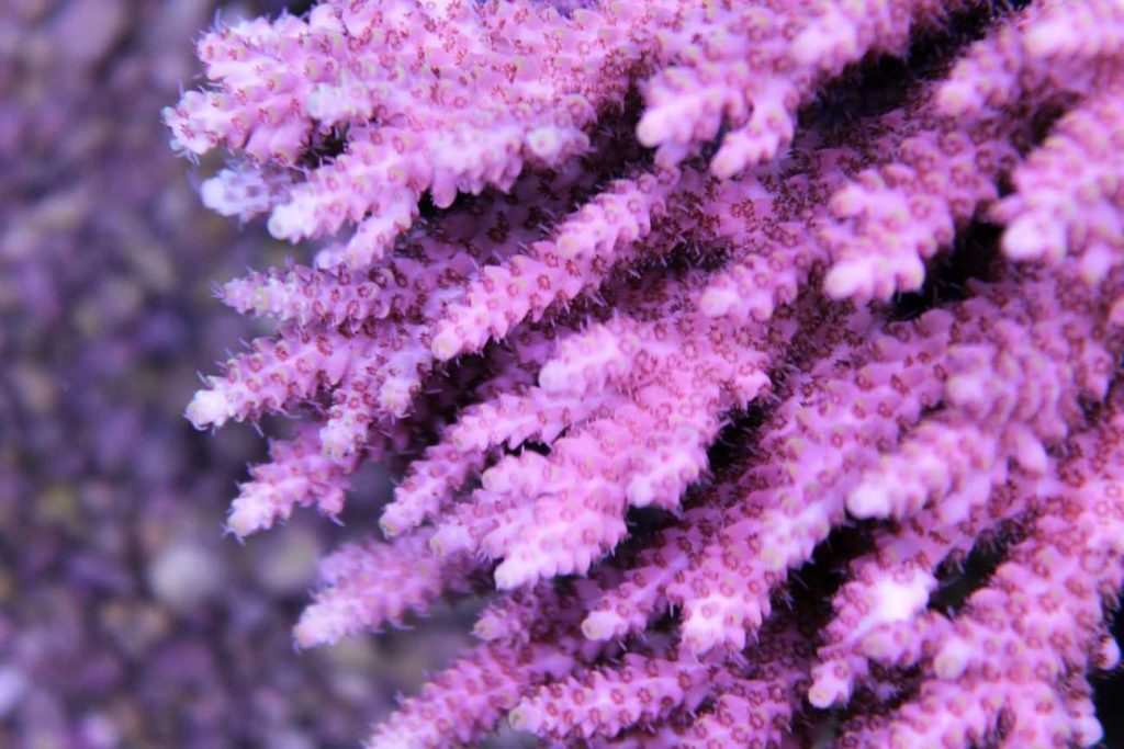 Frag Box Corals