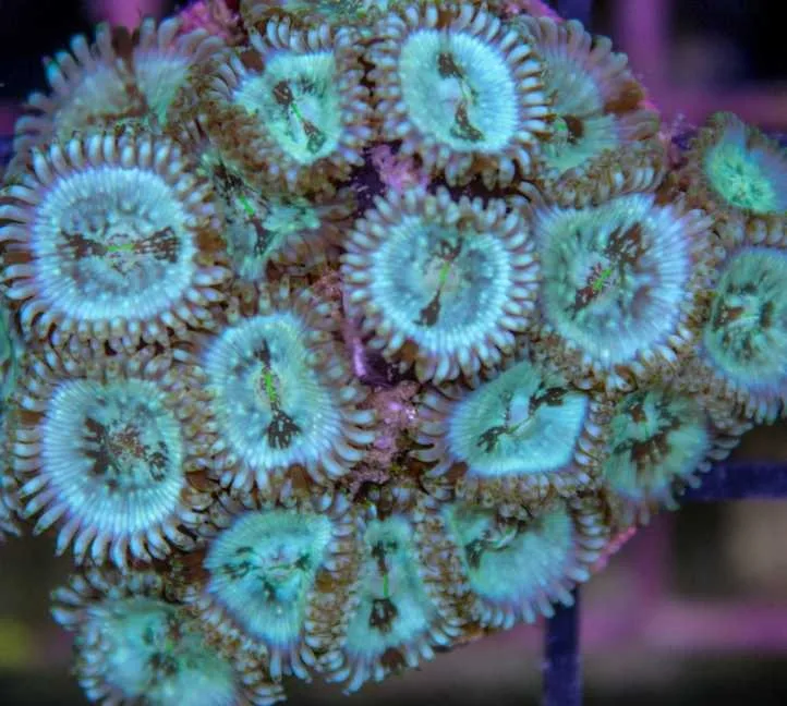 Frag Box Corals