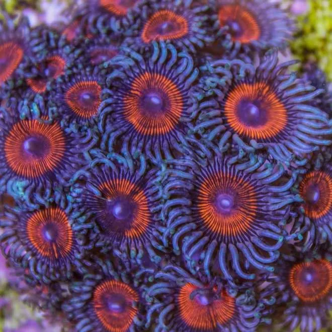 Frag Box Corals