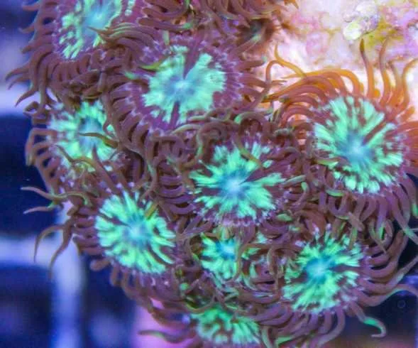 Frag Box Corals