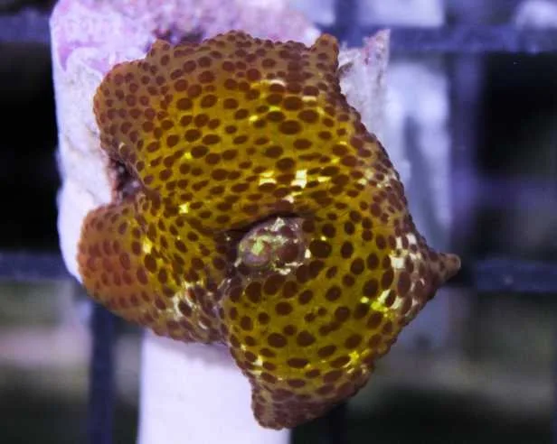 Frag Box Corals